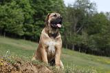 BOERBULL 042